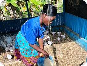 broiler smallholder farmer