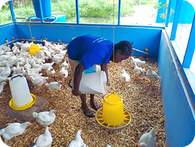 Feeding broiler training farm