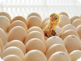 chicks hactching