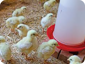 broiler day-old chicks Ross 308