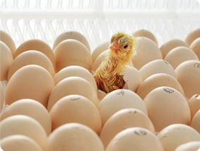 chicks hactching