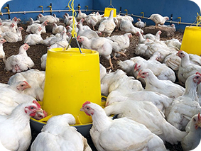 broiler farming