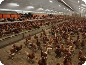 free range layer production shed