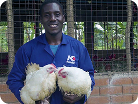 koudijs Ghana broiler feed