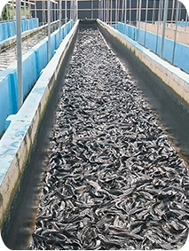 table size catfish harvesting